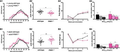 Age related immune modulation of experimental autoimmune encephalomyelitis in PINK1 knockout mice